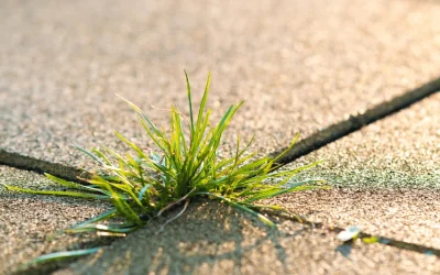 Does Block Paving Sealer Stop Weeds? Explained