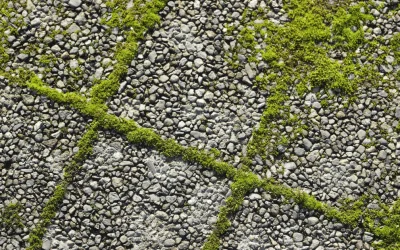 How to Remove Moss on Driveway: Effective Tips and Tricks