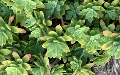 4 Suitable Plants for Your Gravel Driveway