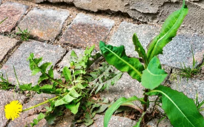 How to Stop Weeds in Block Paving: Effective Tips and Tricks
