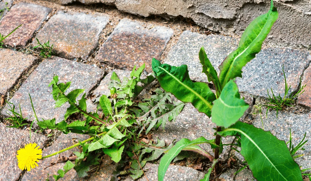 How to Stop Weeds in Block Paving: Effective Tips and Tricks